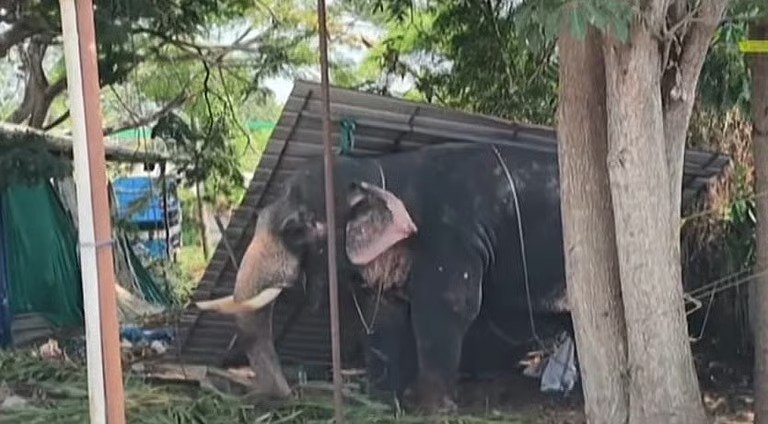 വീണ്ടും ആനക്കലി; കൂടല്‍മാണിക്യം ക്ഷേത്രത്തില്‍ ഉത്സവത്തിനെത്തിച്ച ആന ഇടഞ്ഞു; പാപ്പാനെ ചവിട്ടിക്കൊന്നു
