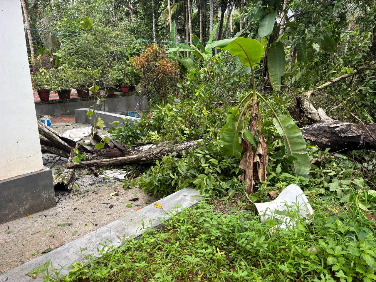 പനമരം വീട്ടിലേക്ക് പൊട്ടിവീണു