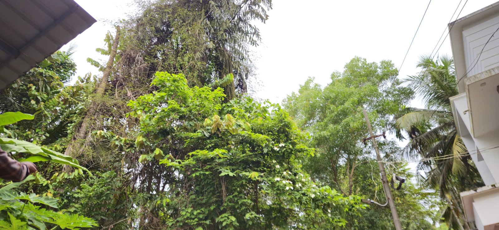 ചാലക്കരയിൽ കാട്ടുപന്നി ശല്യം: ജനങ്ങൾ ഭീതിയിൽ