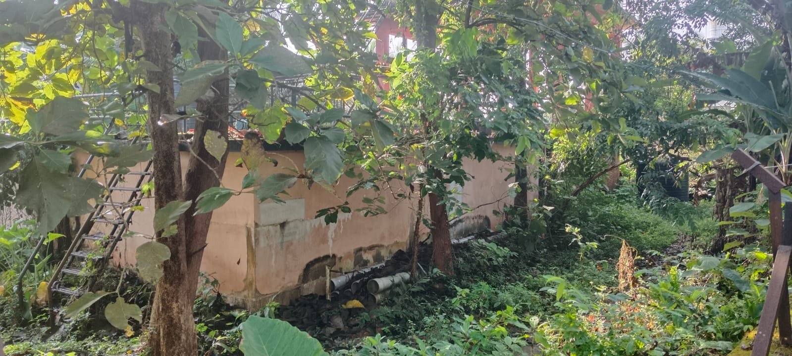 ചെറുകല്ലായി പമ്പ് ഹൗസും പരിസരവും കാടും മൂടി : പാമ്പ് ശല്യം രൂക്ഷം നാട്ടുകാർ ഭീതിയിൽ